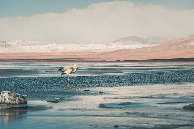 Slide 2 Laguna Colorada